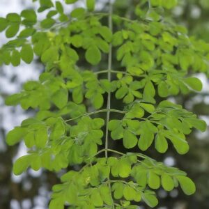 Moringa Oleifera Tree